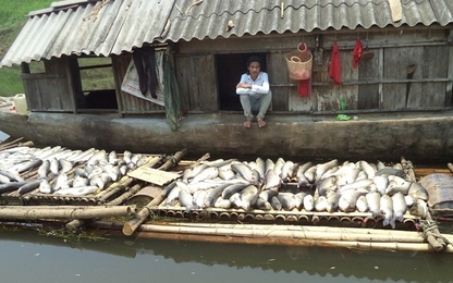 Phạt 480 triệu đồng nhà máy xả thải làm chết cá trên sông Bưởi