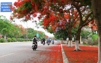 Đường hoa phượng dài nhất Việt Nam