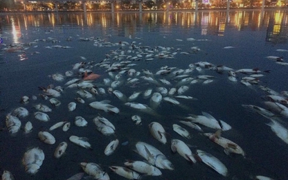 Dân tình hoang mang vì cá chết nổi trắng hồ Hoàng Cầu