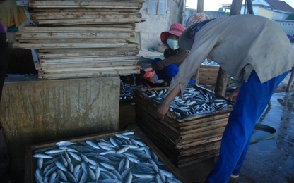 Quảng Trị: Phát hiện chất độc chết người trong sản phẩm cá nục đông lạnh