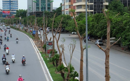 Tranh cãi xung việc trồng hoa phượng trên loạt tuyến phố Hà Nội