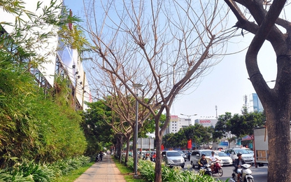 Nghi án hàng loạt cây xanh bị bức tử trên đường phố Sài Gòn