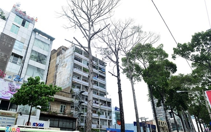 Thêm 3 cây cổ thụ chết bất thường ở Sài Gòn