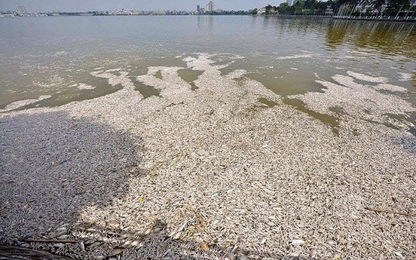 Cá chết ở Hồ Tây đã lên đến 60 tấn, chỉ số oxy bằng 0