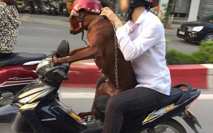 Hà Nội: Tranh cãi việc để chó điều khiển xe máy trên đường phố