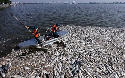 Công bố 4 nguyên nhân gây cá chết Hồ Tây