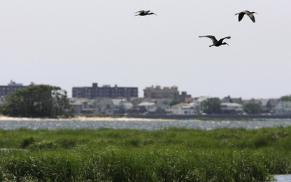 New York diệt 70.000 con chim để dọn đường cho máy bay