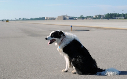 Máy bay phải bay lòng vòng chờ đuổi chó trên đường băng