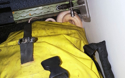 Đi máy bay, hành khách phát hoảng khi thấy rắn bò ra khỏi túi xách