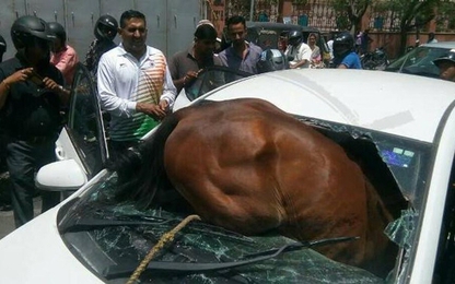 Nắng nóng kinh hoàng, ngựa phát điên lao thủng cửa kính ô tô