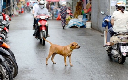 Hà Nội: Giao UBND cấp phường, xã bắt giữ chó thả rông