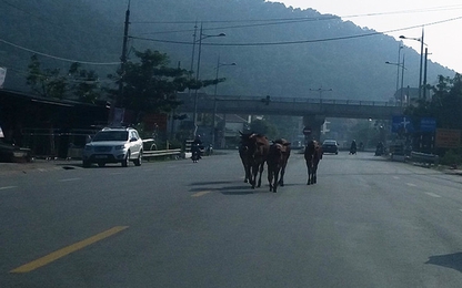 Hà Tĩnh: Bắt giữ 35 con bò vi phạm luật giao thông