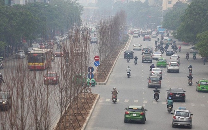Chuyên gia nói gì về việc trồng thử cây phong lá đỏ ở Hà Nội?