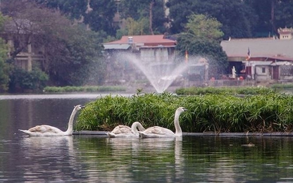 Thiên nga được bảo vệ ra sao ở hồ Thiền Quang dịp Tết?