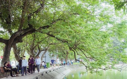 Đặt ga ngầm bên hồ Hoàn Kiếm:Lên phương án di chuyển 9 cây sưa đỏ