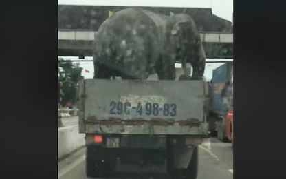 Thực hư clip xe tải chở voi như chở "cún cưng" trên Quốc lộ 1A