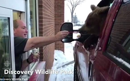 Sở thú bị phạt nặng vì dùng ô tô chở gấu đi ăn kem