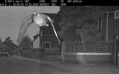 Bay vèo qua camera bắn tốc độ, chim bồ câu bị phạt nguội 650.000 đồng