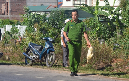 Cảnh sát giúp gom vịt cho xe tải bị tai nạn