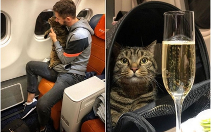 Lén lút mang mèo thừa cân lên máy bay, chàng trai bị phạt cực nặng