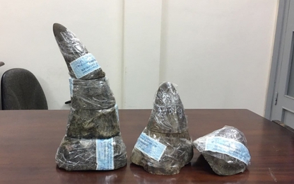 Thu giữ gần 5kg sừng tê giác nhập lậu qua sân bay Tân Sơn Nhất