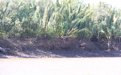 Sớm đầu tư để khắc phục sạt lở 19 km bờ kè sông Hậu