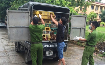 Vận chuyển 1 tấn gà “độc hại”, gặp cảnh sát nhấn ga bỏ chạy