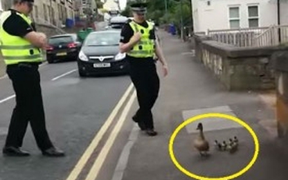 Cảnh sát hộ tống… đàn vịt trên phố