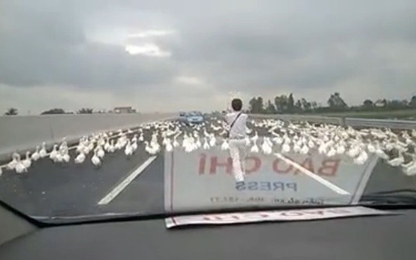 Hàng trăm con vịt tung tăng trên đường cao tốc Hà Nội - Hải Phòng