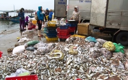 Cử đoàn kiểm tra nghi vấn Formusa xả thải khiến cá chết hàng loạt