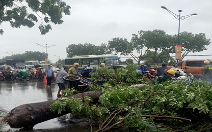 TP.HCM: Mưa lớn hàng loạt cây xanh bật gốc, đè trúng người đi đường