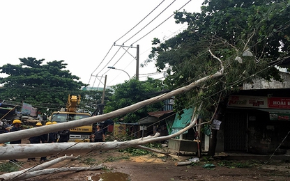 TP.HCM: Không mưa cây xanh vẫn bật gốc đè nhà dân, trúng người đi đường