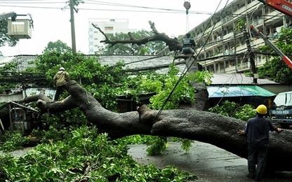 TP.HCM: Cổ thụ bật gốc, nhiều người thoát chết trong gang tấc