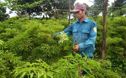 Gia Lai: Nông dân loay hoay tìm cách chuyển đổi canh nông