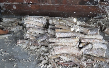 Hải quan Cát Lái phát hiện gần 1 tấn ngà voi trong container