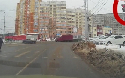 Clip chú chó sang đường khiến không ít người xấu hổ