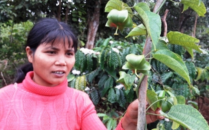 Gia Lai: Nghe tin đồn, nông dân mạo hiểm trồng cây Sachi