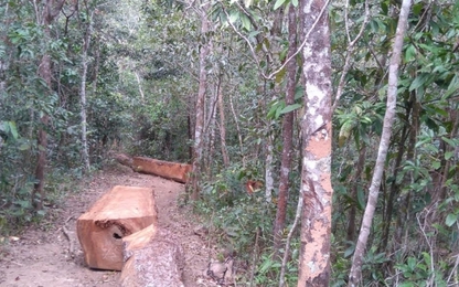 Gia Lai:Thực hư vụ lâm tặc dùng xe cẩu cướp đi 45 lóng gỗ