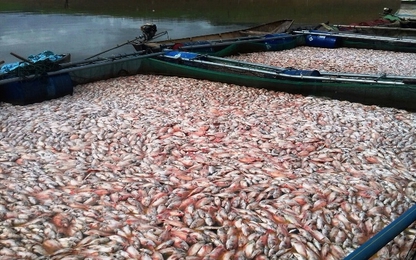 Cá lồng hồ Plei Krông chết hàng loạt, người dân nguy cơ trắng tay