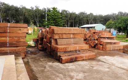 Bắt xe tải chở gỗ khi thông quan thành hàng trăm hộp gỗ giáng hương