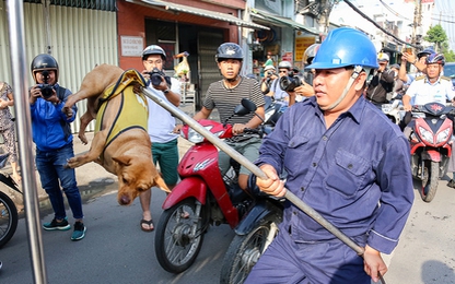 Clip: TP.HCM ra quân bắt chó thả rông, dân mạng tranh cãi kịch liệt