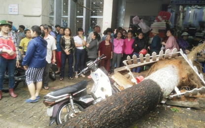 Đà Nẵng: Một người nguy kịch do bị cây đổ đè trúng