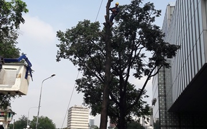 "Bức tử" cây xanh vì chắn lối vào tòa nhà Saigon Center?