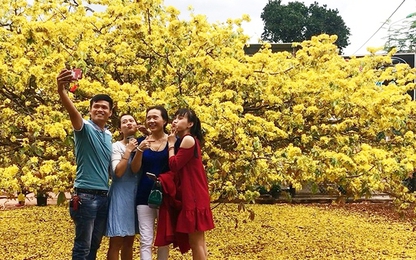 Cây mai được trả 2 tỷ đồng thu hút hàng nghìn khách tham quan