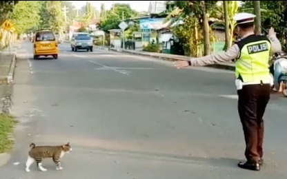 Cảnh sát giao thông chặn xe, dẫn lối cho mèo sang đường