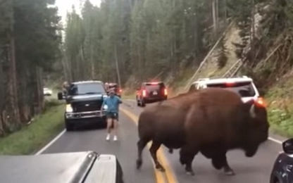 Cái kết "đắng" cho người đàn ông trêu tức bò rừng