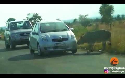Cận cảnh đàn sư tử chuyên gặm thủng lốp xe du khách ở Nam Phi