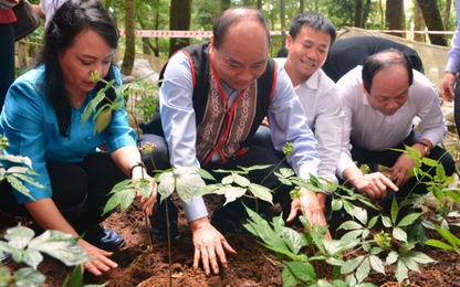 Trao tặng giống sâm Ngọc Linh để hiện thực hóa "Quốc kế dân sinh"