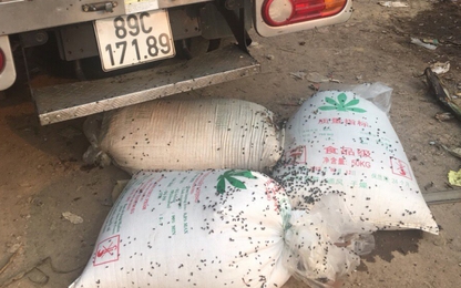 Bắt giữ xe tải chở 700kg lòng lợn không rõ nguồn gốc tại Bắc Giang