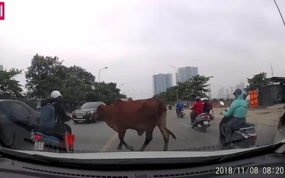 Đàn bò cắt ngang dòng giao thông giữa thủ đô